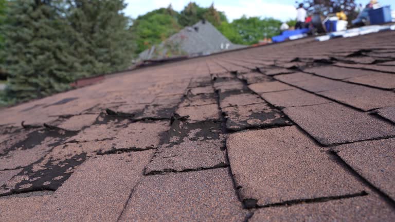 Best Roof Moss and Algae Removal  in Ellicott City, MD
